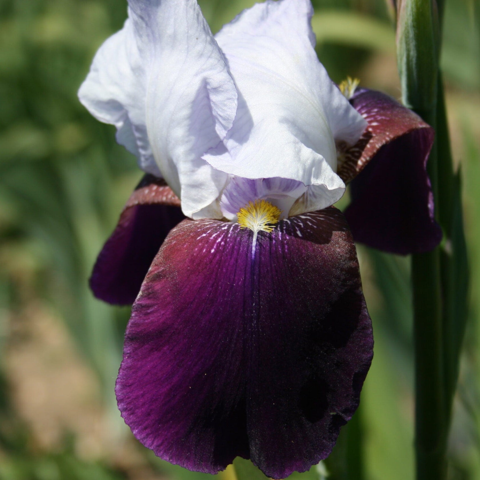 IRIS Helen Collingwood image 0