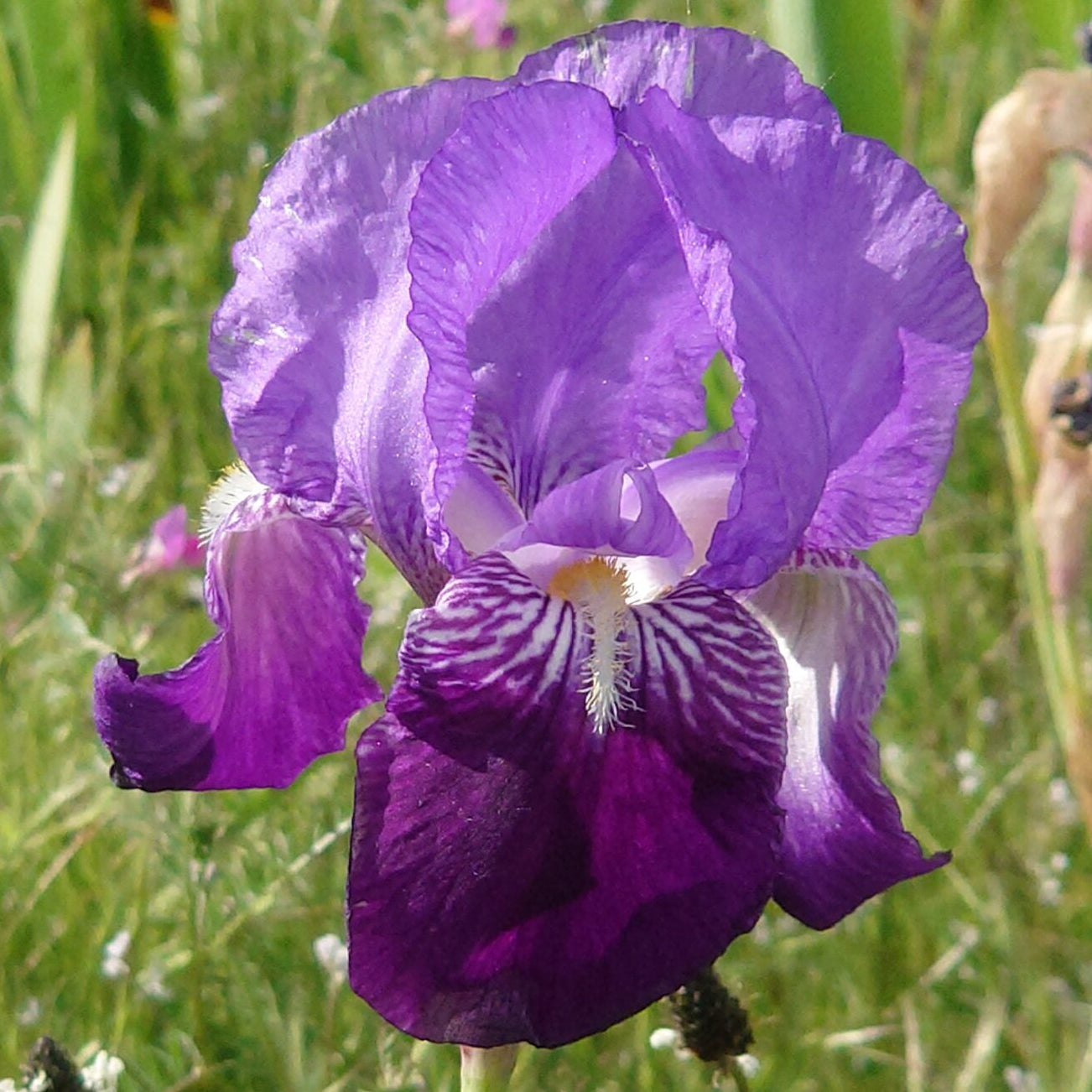 IRIS Dauphin image 0