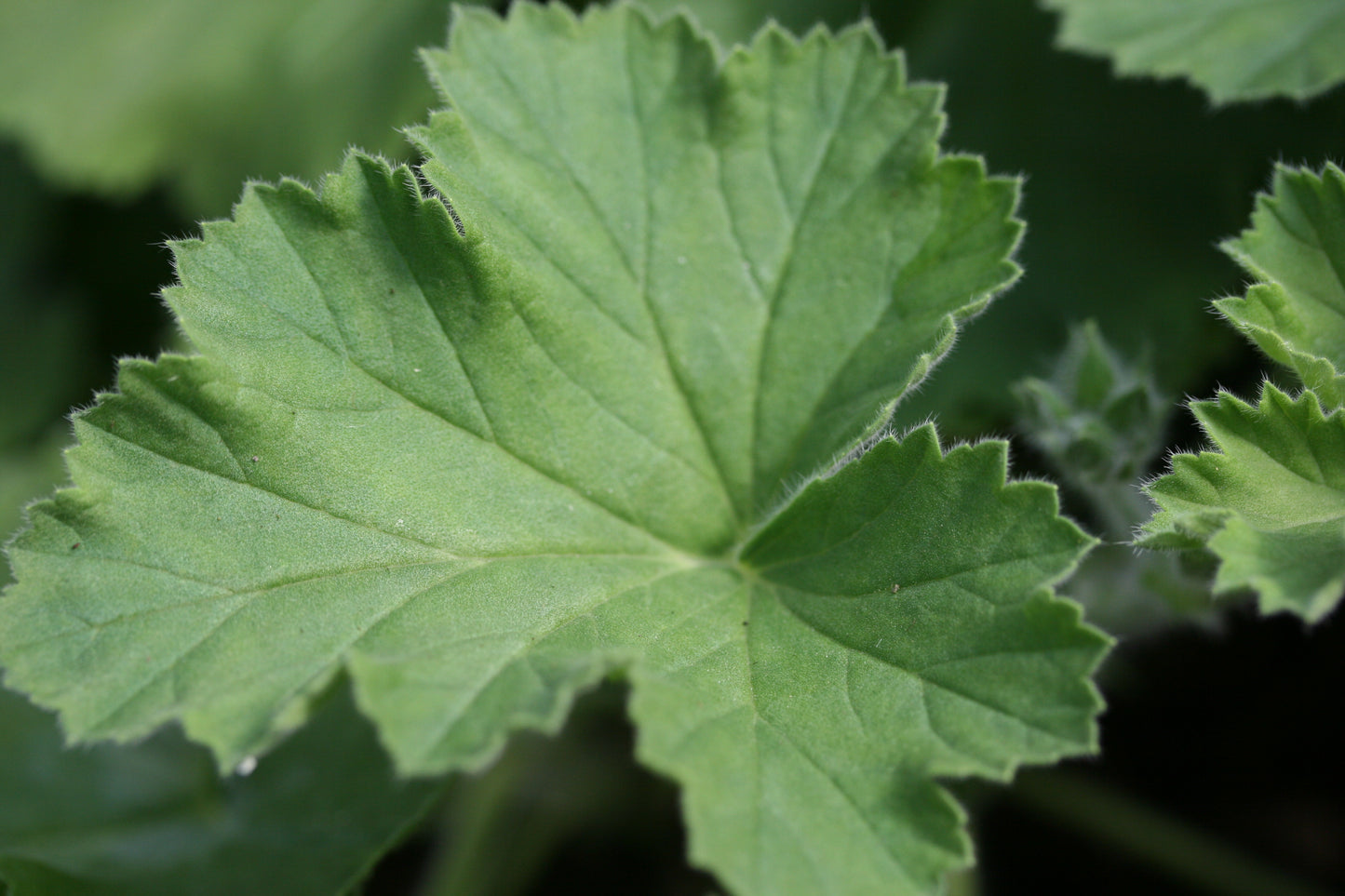 PELARGONIUM Voodoo image 4