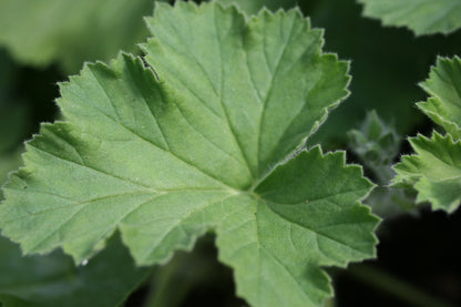 PELARGONIUM Voodoo image 4