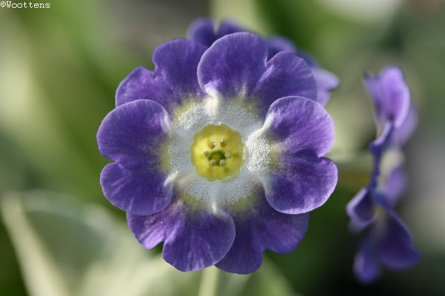 PRIMULA auricula Bowens Blue image 0