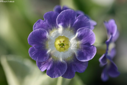 PRIMULA auricula Bowens Blue image 0