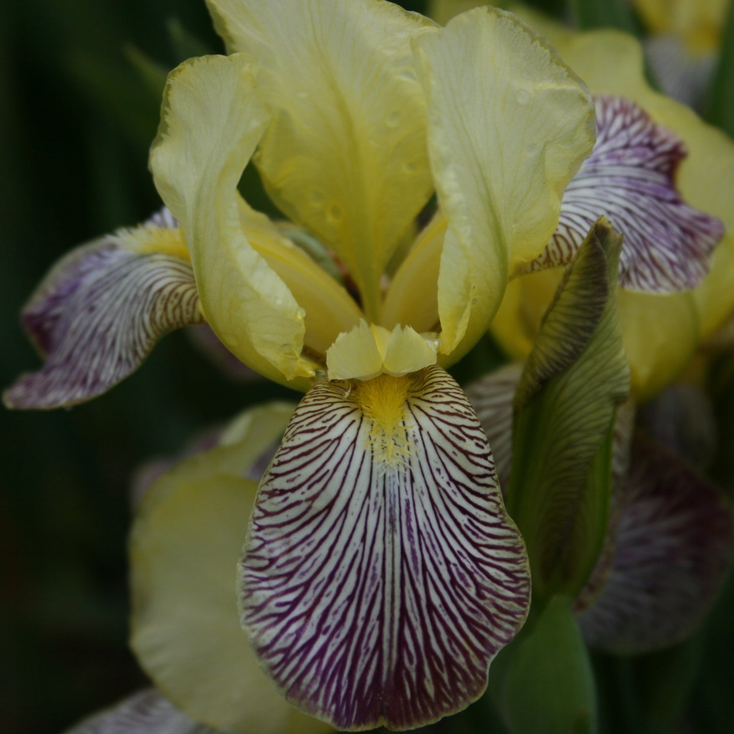 IRIS Gracchus image 2