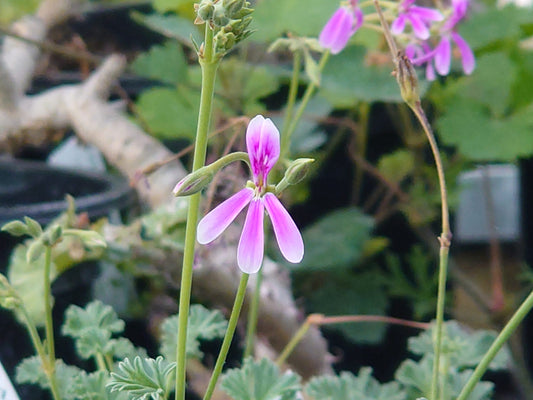 PELARGONIUM Richard Gibbs image 0