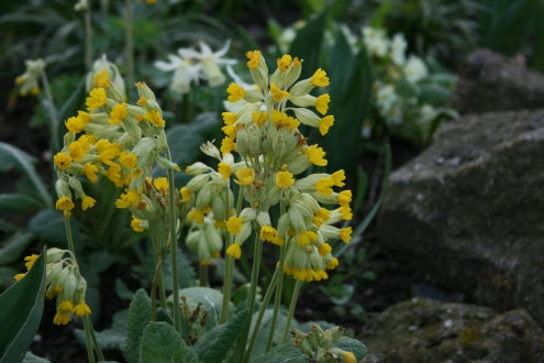 PRIMULA veris image 0