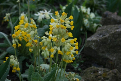 PRIMULA veris image 0