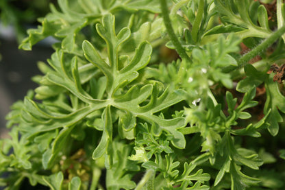 PELARGONIUM exhibens image 2