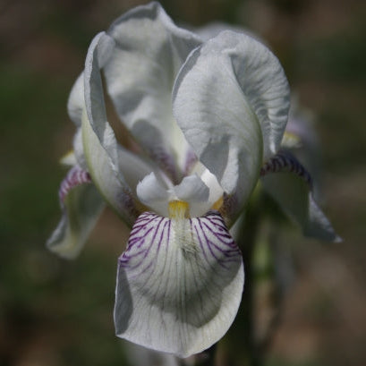 IRIS Mrs Horace Darwin image 0
