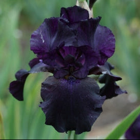 IRIS Superstition image 0