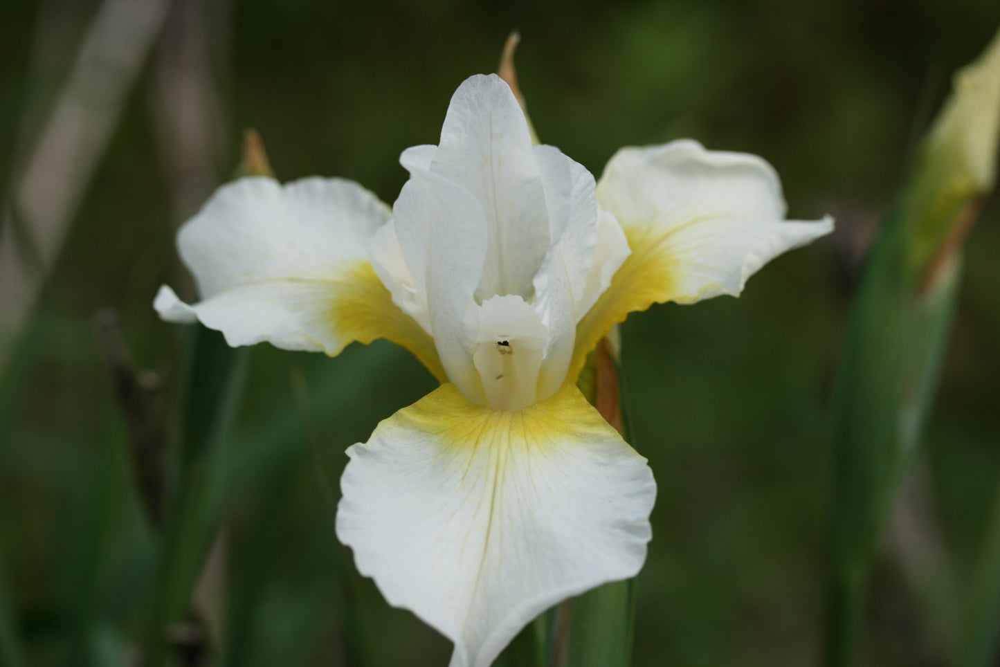 IRIS sibirica Snowcrest image 0