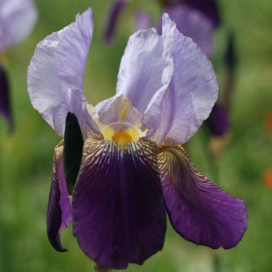 IRIS Alcazar image 0