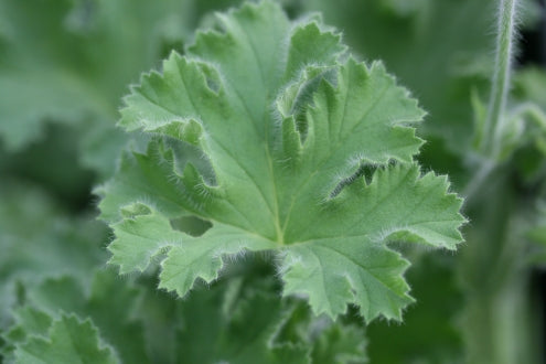 PELARGONIUM Pink Capricorn image 2