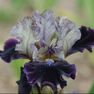 IRIS Dream Indigo image 0