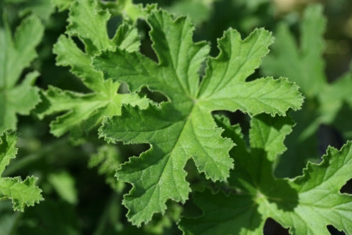 PELARGONIUM Vandersea image 2