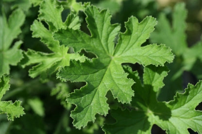 PELARGONIUM Vandersea image 2