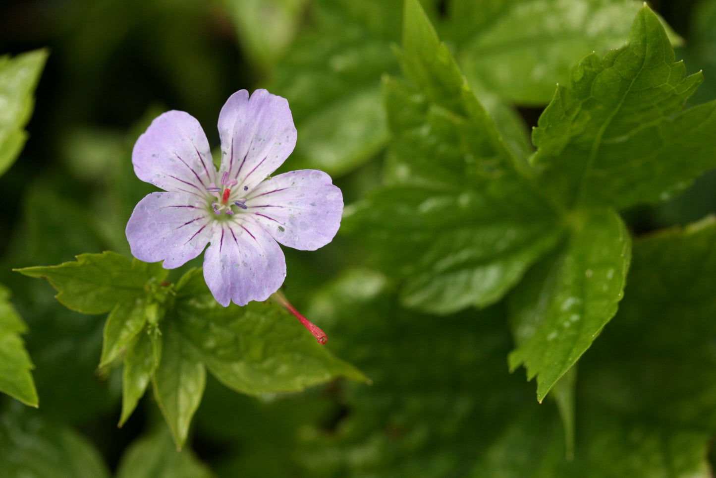 GERANIUM nodosum image 1