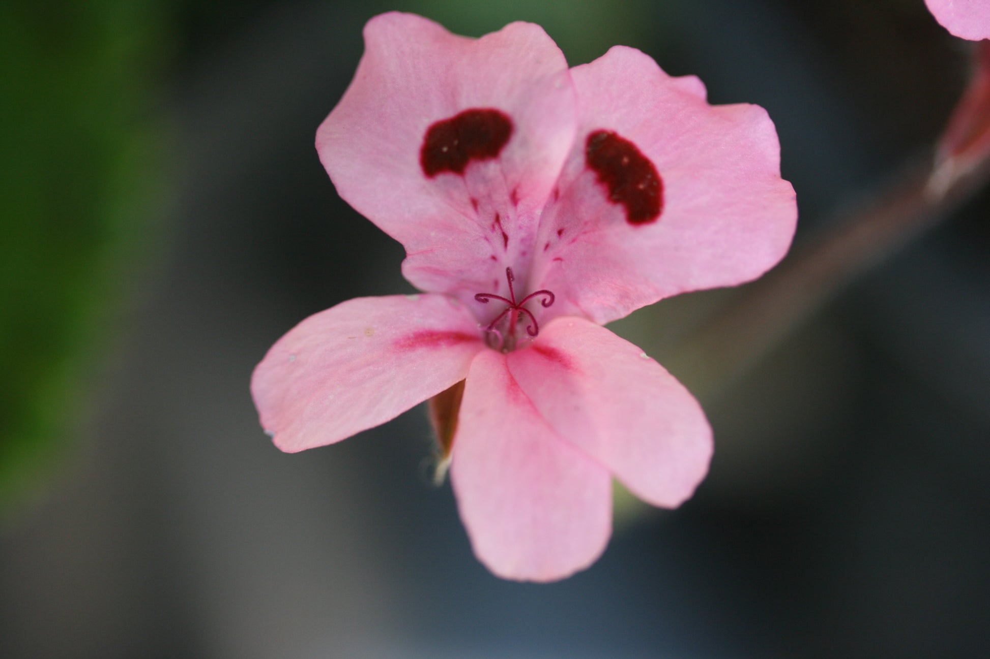 Close-up of a pink flower with dark spots on a blurred background