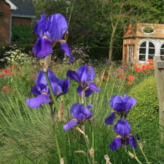 IRIS Blue Gown image 2