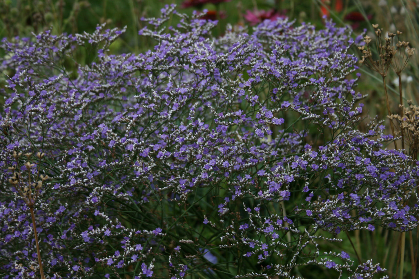 LIMONIUM platyphyllum image 0