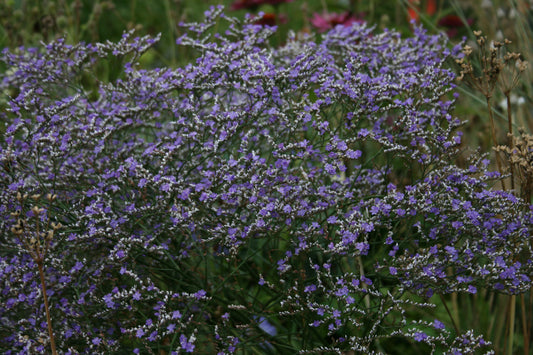 LIMONIUM platyphyllum image 0