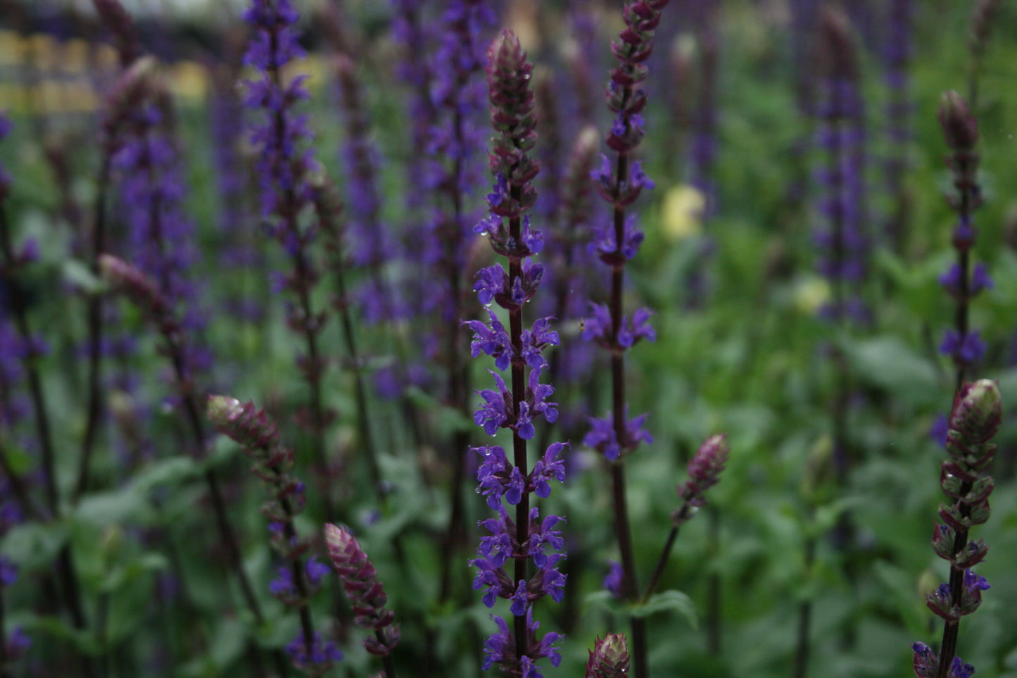 SALVIA nemerosa Caradonna image 0