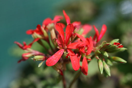 PELARGONIUM Distinction image 0