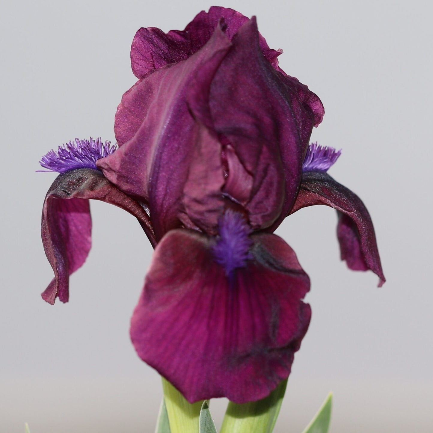 IRIS Cherry Garden image 0