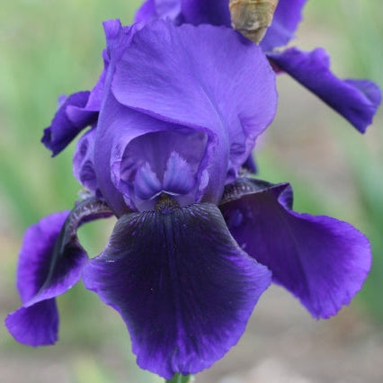 IRIS Benton Nigel image 0