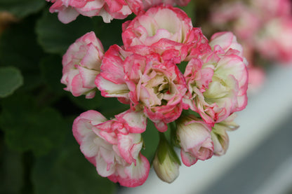 PELARGONIUM Appleblossom Rosebud image 1