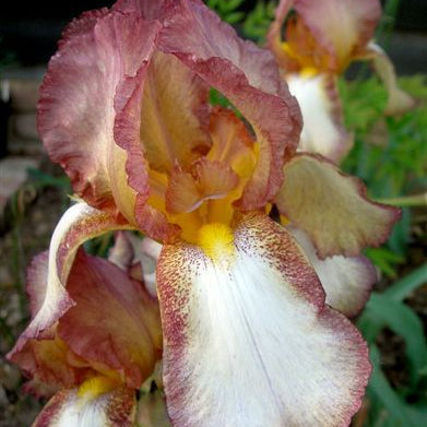 IRIS Benton Arundel image 0