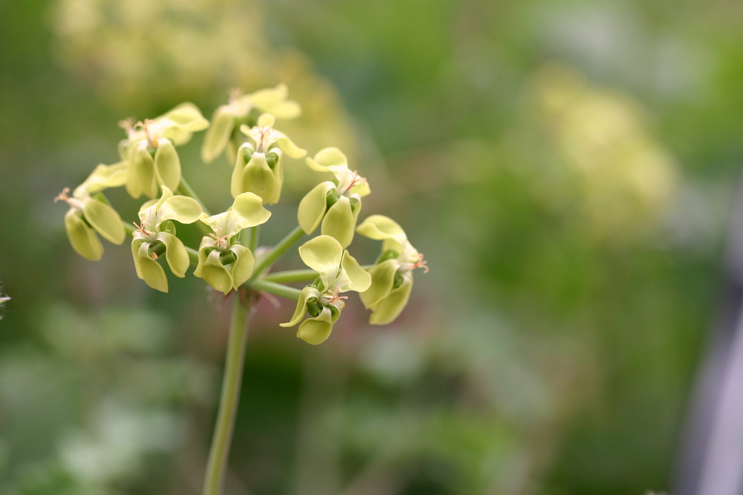 PELARGONIUM gibbosum image 3