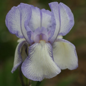 IRIS True Charm image 0