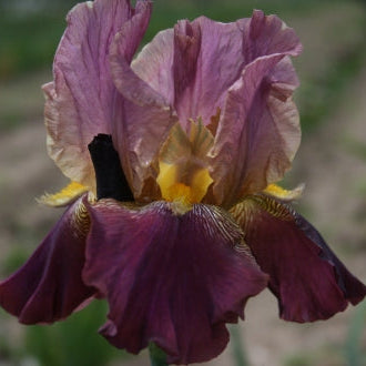 IRIS Horned Rosy Red image 0