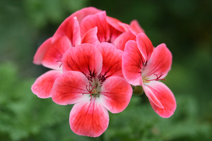 PELARGONIUM Patons Unique image 0