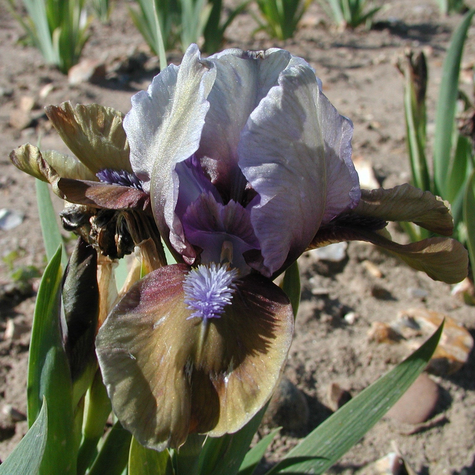 IRIS Hocus Pocus image 0