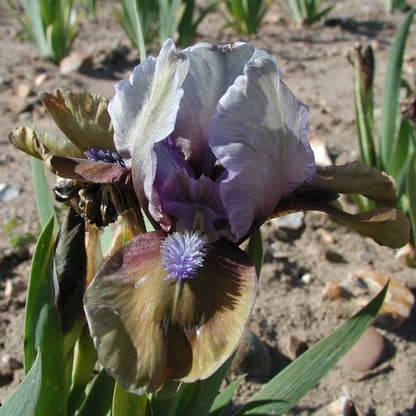 IRIS Hocus Pocus image 0