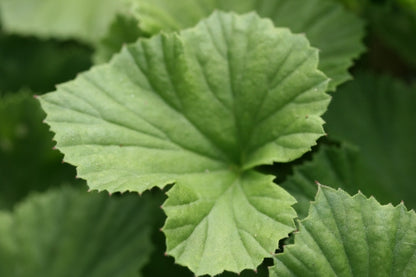 PELARGONIUM Bush Fire image 2