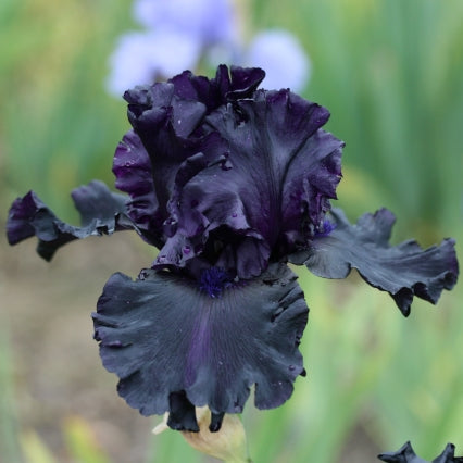 IRIS Ghost Train image 0