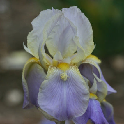 IRIS Mady Carriere image 0