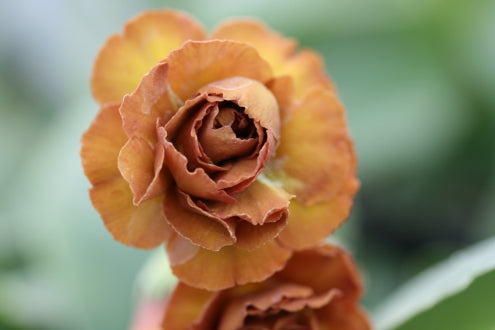 PRIMULA auricula Albert Bailey image 0