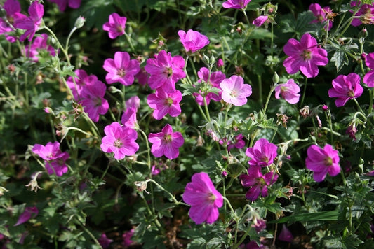 GERANIUM x riversleaianum Russell Pritchard image 0