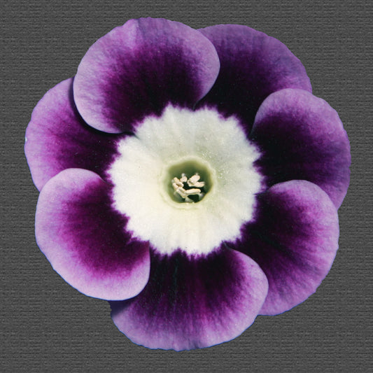 PRIMULA auricula Andrew Hunter image 0