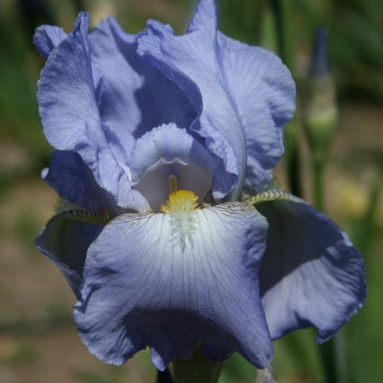IRIS Harbor Blue image 0