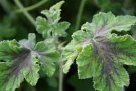 PELARGONIUM Chocolate Peppermint leaf