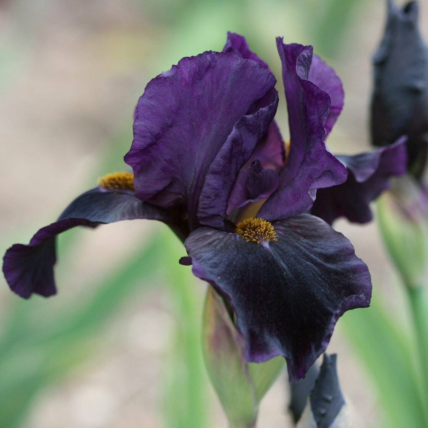 IRIS Sinister Desire image 0