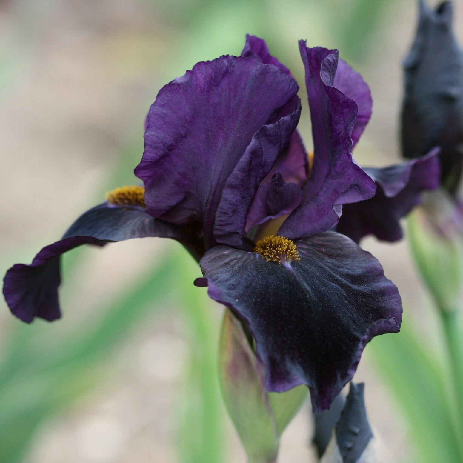 IRIS Sinister Desire image 0