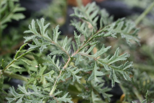 PELARGONIUM triste image 2