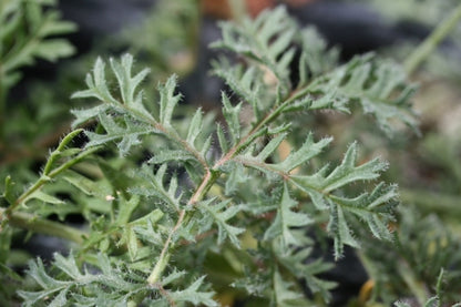 PELARGONIUM triste image 2