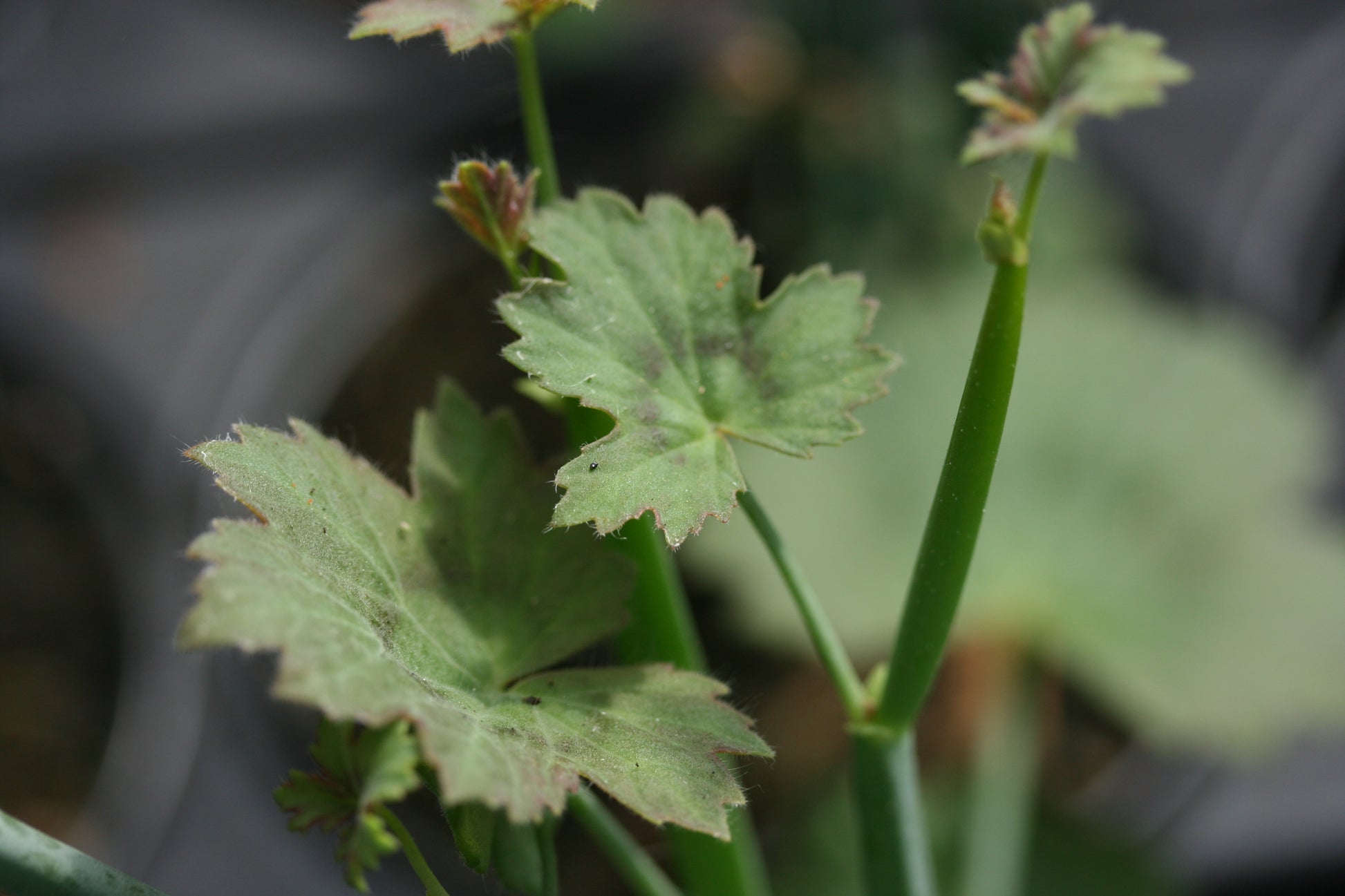 PELARGONIUM tetragonum image 2