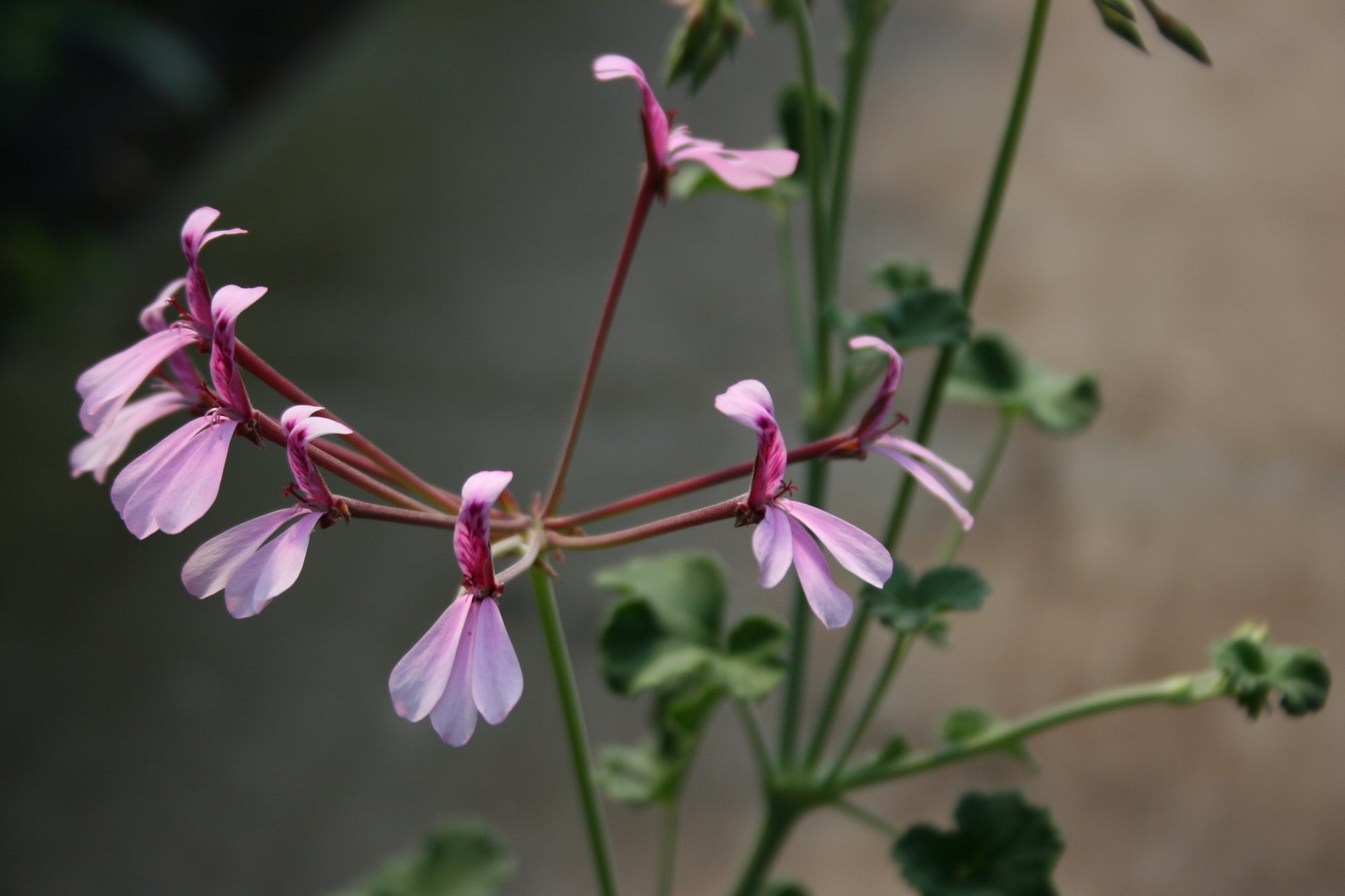 PELARGONIUM Lavender Lindy image 1